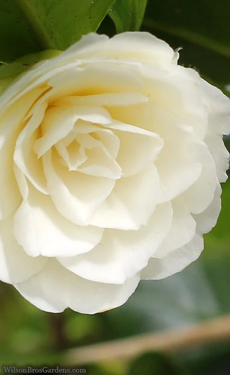 Dahlonega Camellia Japonica - 3 Gallon Pot