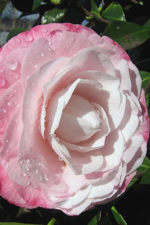 Desire Camellia Japonica - 1 Gallon Pot