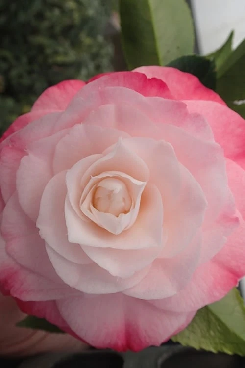 Desire Camellia Japonica - 1 Gallon Pot