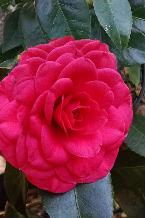 Glen 40 Camellia Japonica - 1 Gallon Pot