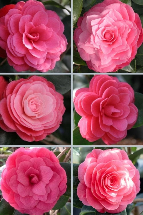 April Kiss Pink Double Flowered Camellia Japonica - 1 Gallon Pot