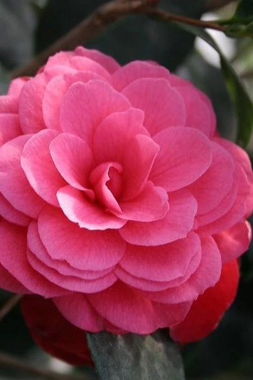 April Kiss Pink Double Flowered Camellia Japonica - 1 Gallon Pot