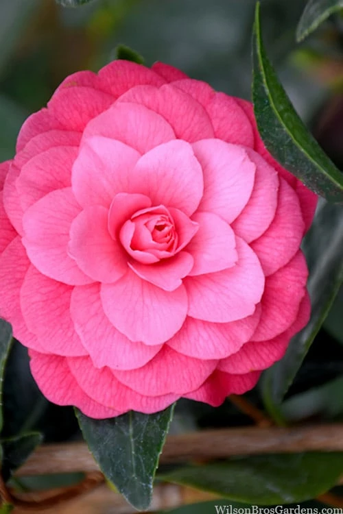 April Kiss Pink Double Flowered Camellia Japonica - 1 Gallon Pot