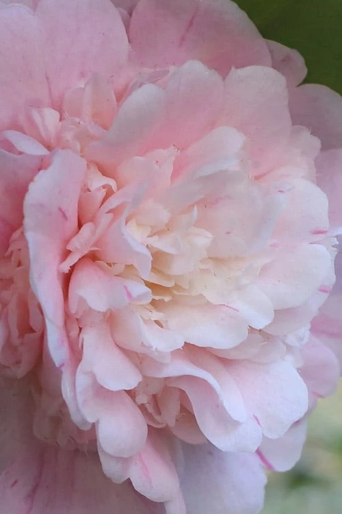 Thompsonii Camellia Japonica - 1 Gallon Pot