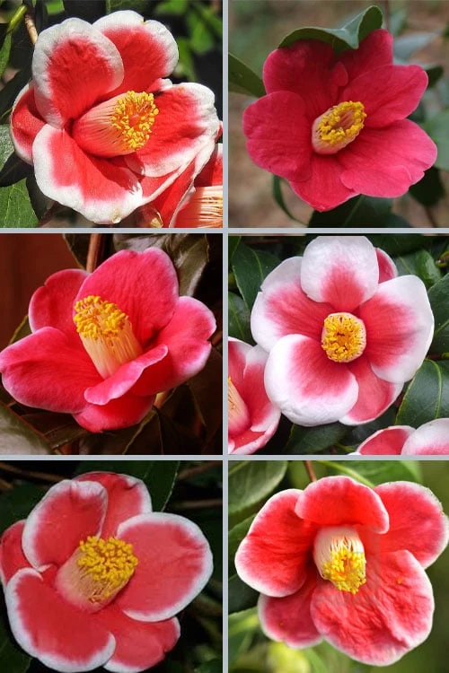 Tama no Ura Weeping Camellia Japonica - 3 Gallon Pot