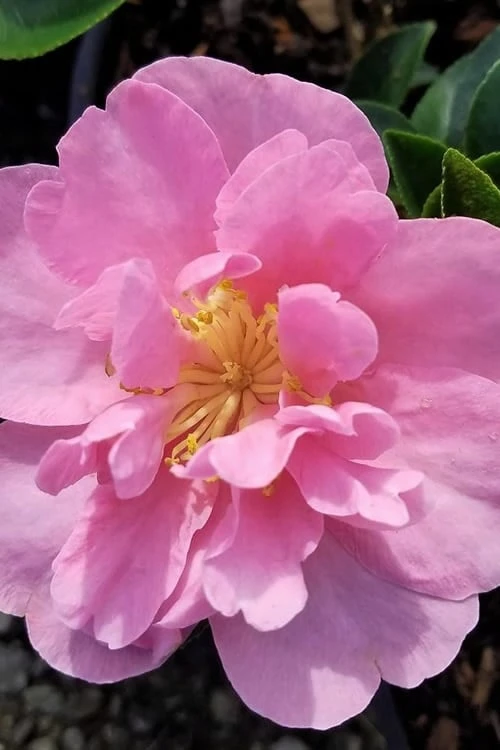 Taylors Perfection Pink Camellia Hybrid - 3 Gallon Pot