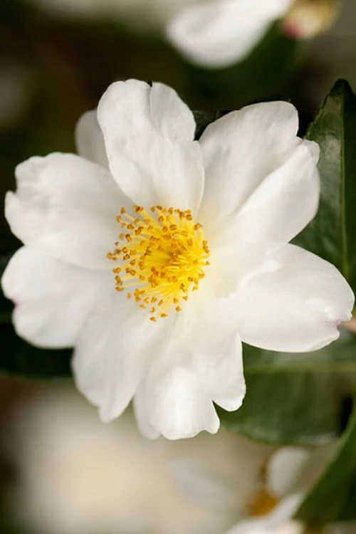Winter's Cupid Camellia - 1 Gallon Pot