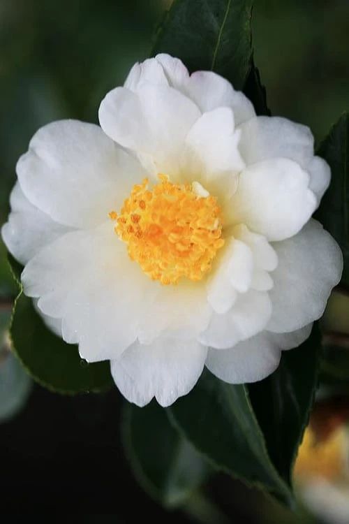 Winter's Cupid Camellia - 1 Gallon Pot