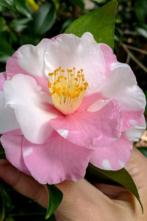 Shibori-Egao Camellia - 3 Gallon Pot