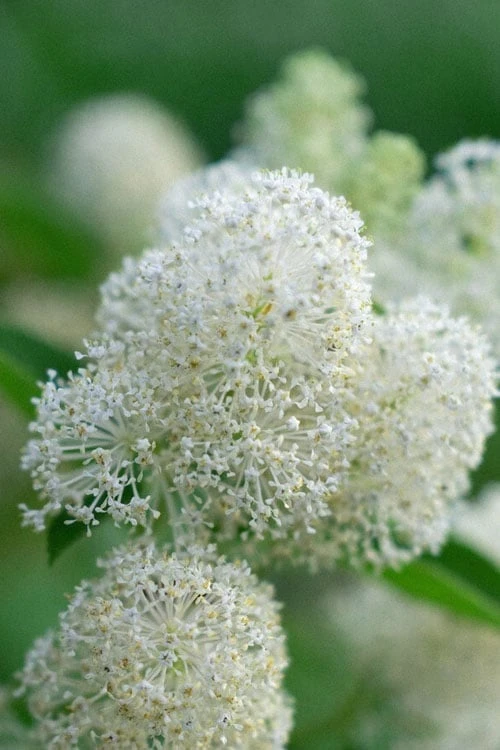 New Jersey Tea Plant (Ceanothus americanus) - 3 Gallon Pot