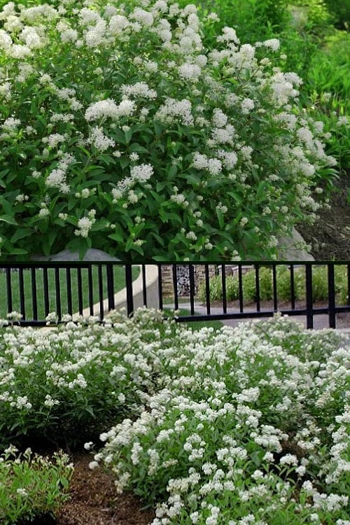 New Jersey Tea Plant (Ceanothus americanus) - 3 Gallon Pot