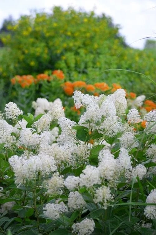 New Jersey Tea Plant (Ceanothus americanus) - 3 Gallon Pot
