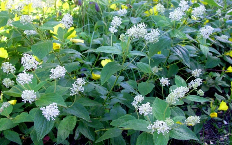 New Jersey Tea Plant (Ceanothus americanus) - 3 Gallon Pot