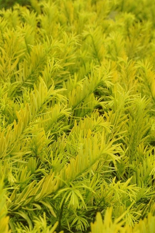 Golden Dragon Plum Yew (Cephalotaxus harringtonia) - 5 Pack of Quart Pots