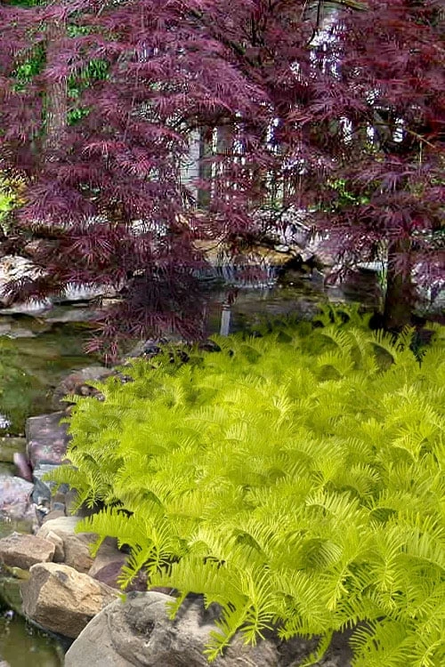 Golden Dragon Plum Yew (Cephalotaxus harringtonia) - 5 Pack of Quart Pots