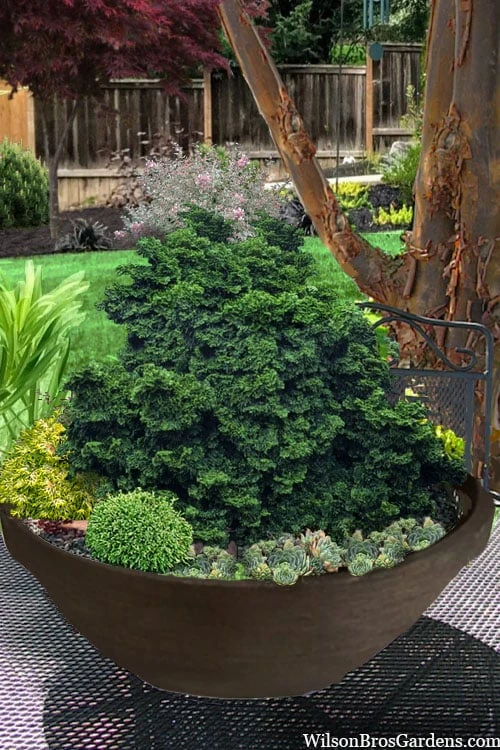 Leprechaun Miniature Hinoki Cypress (Chameacyparis obtusa) - 1 Gallon Pot