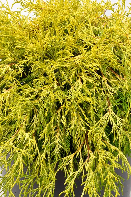 Gold Mop Threadleaf Cypress Tree (Standard Topiary) - 5 Gallon Pot