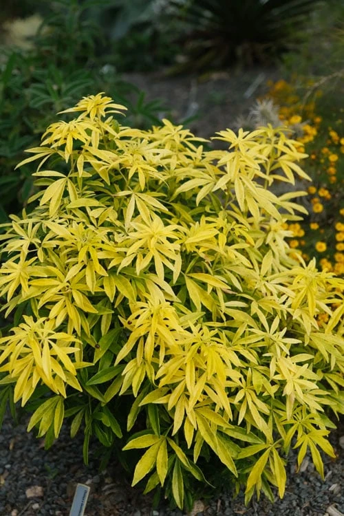 Goldfingers Mexican Orange Blossom (Choisya) - 1 Gallon Pot