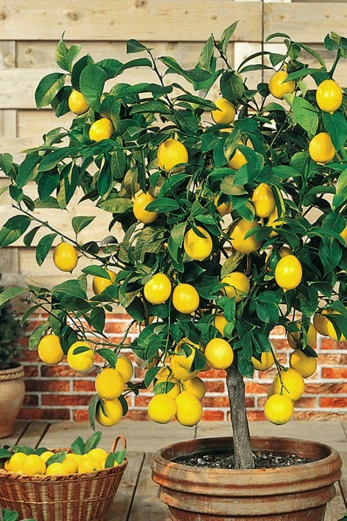 Meyer Lemon Tree (Citrus x meyeri) - 5 Gallon Pot