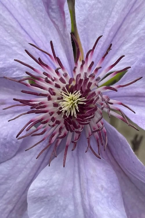 Bernadine Clematis - 1 Gallon Pot