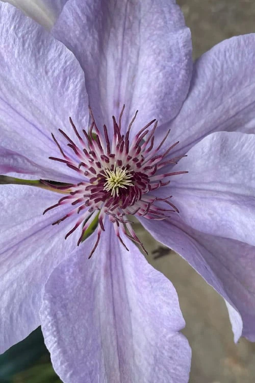 Bernadine Clematis - 1 Gallon Pot