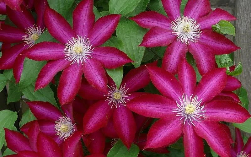 Bourbon Clematis - 1 Gallon Pot