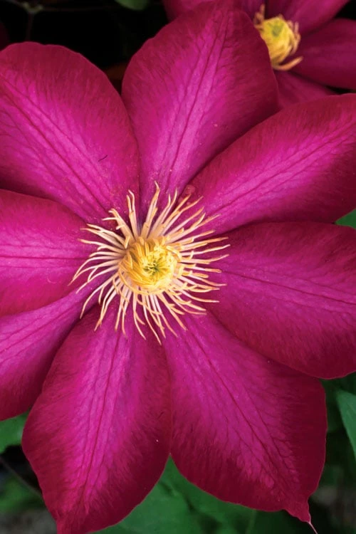 Bourbon Clematis - 1 Gallon Pot