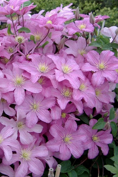 Comtesse De Bouchaud Clematis - 1 Gallon Pot