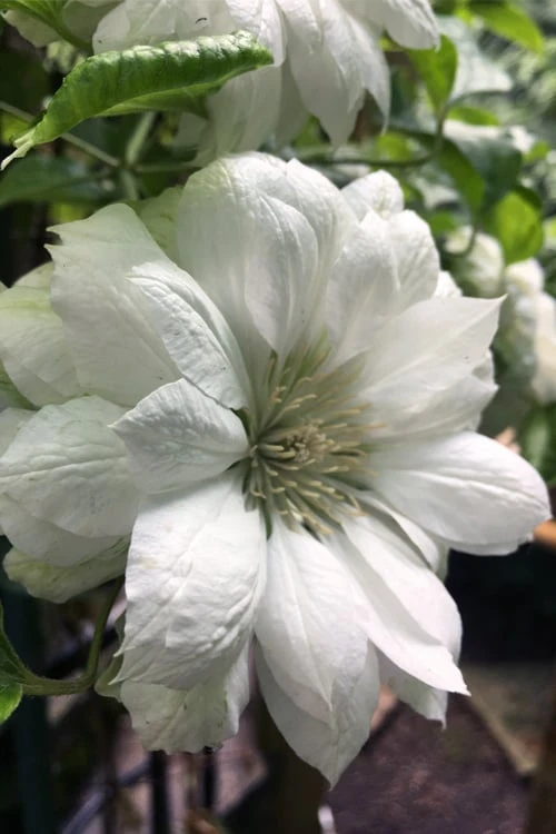 Duchess of Edinburgh Clematis - 1 Gallon Pot