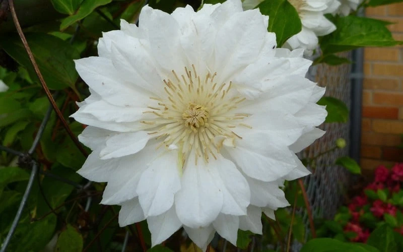 Duchess of Edinburgh Clematis - 1 Gallon Pot