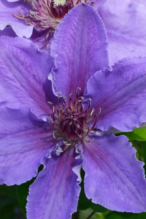 Ines Clematis - 1 Gallon Pot