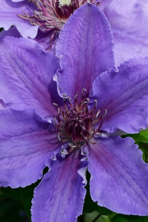 Ines Clematis - 1 Gallon Pot