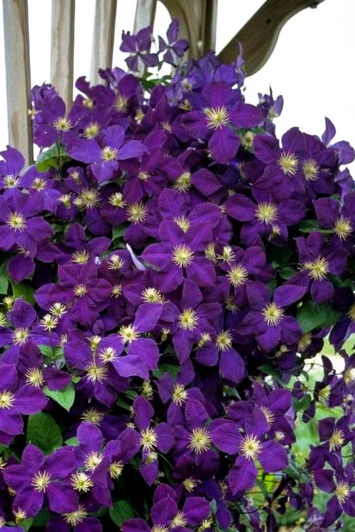 Jakmanii Purple Clematis - 1 Gallon Pot