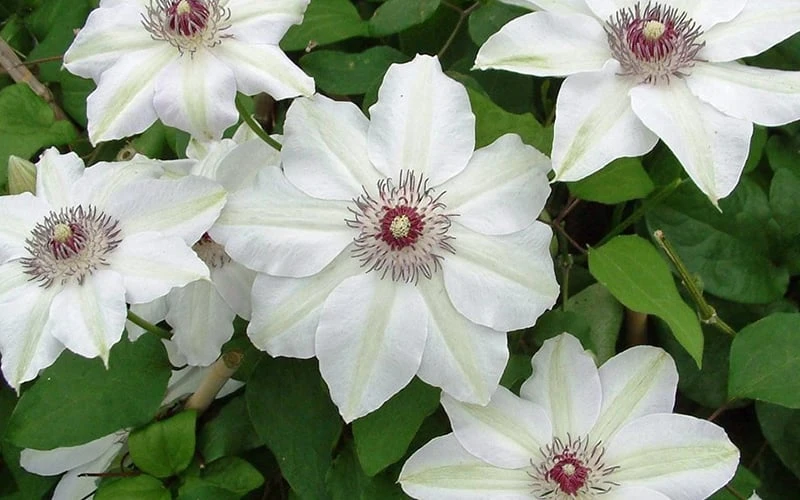 Miss Bateman Clematis - 1 Gallon Pot
