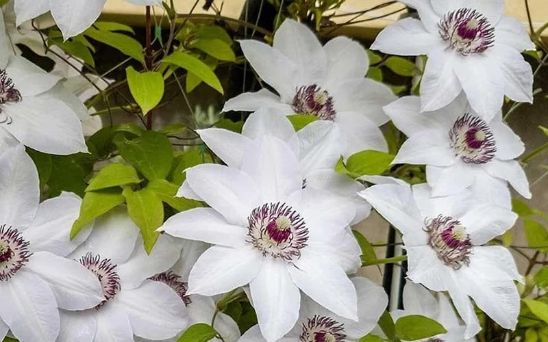 Miss Bateman Clematis - 1 Gallon Pot