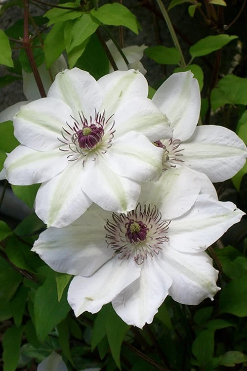 Miss Bateman Clematis - 1 Gallon Pot