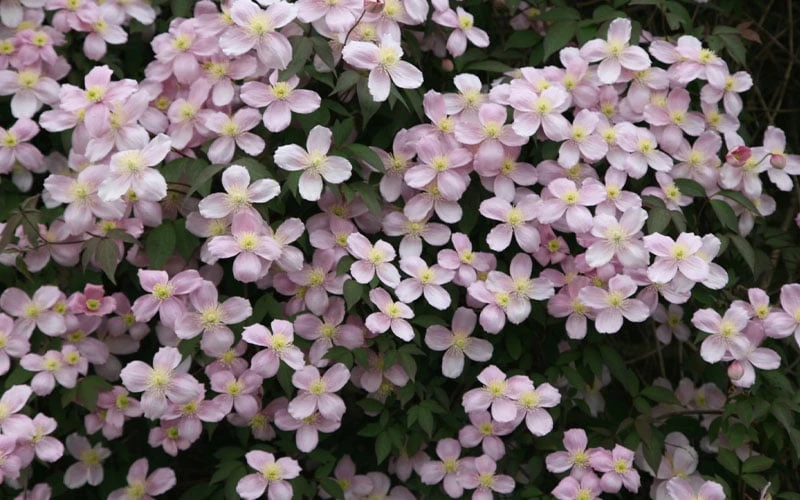 Montana Rubens Clematis - 1 Gallon Pot