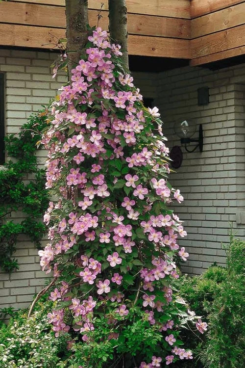 Montana Rubens Clematis - 1 Gallon Pot