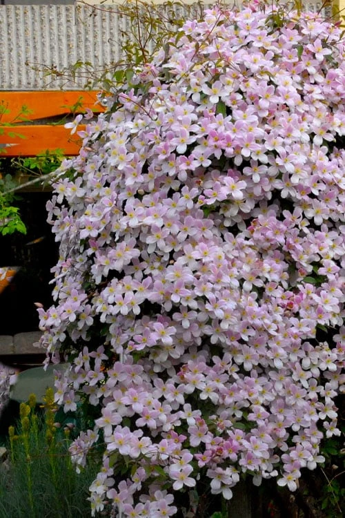 Montana Rubens Clematis - 1 Gallon Pot