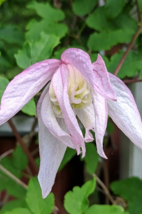 Pink Flamingo Clematis - 1 Gallon Pot