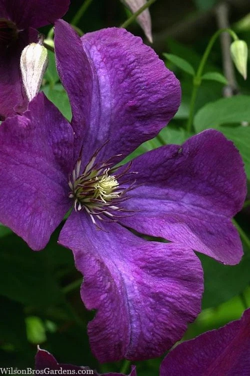 Polish Spirit Clematis - 1 Gallon Pot