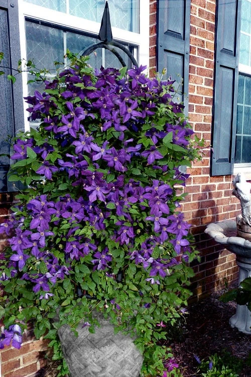 Polish Spirit Clematis - 1 Gallon Pot