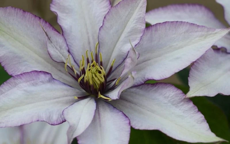 Samaritan Jo Clematis - 1 Gallon Pot