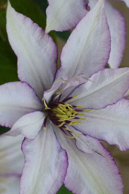 Samaritan Jo Clematis - 1 Gallon Pot