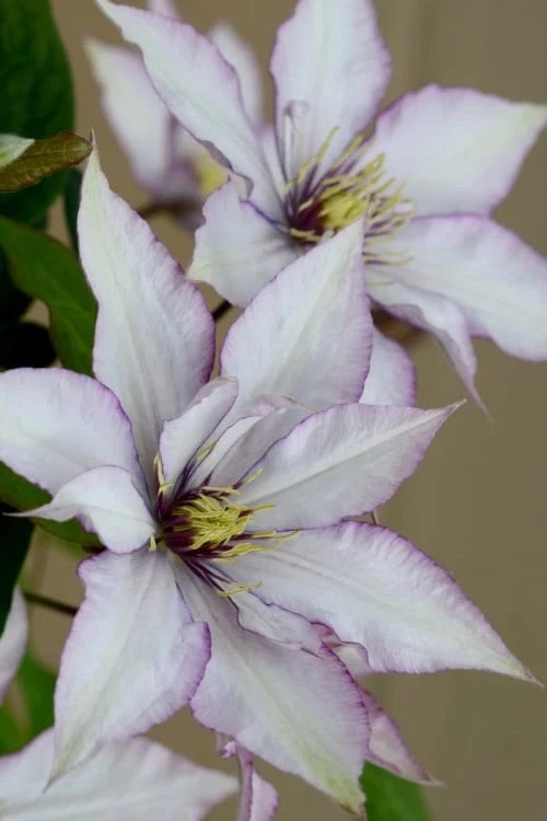 Samaritan Jo Clematis - 1 Gallon Pot