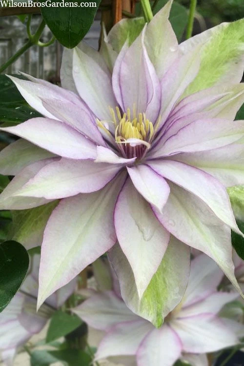 Samaritan Jo Clematis - 1 Gallon Pot