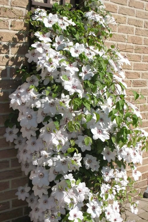 Snow Queen Clematis - 1 Gallon Pot