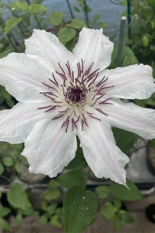 Snow Queen Clematis - 1 Gallon Pot