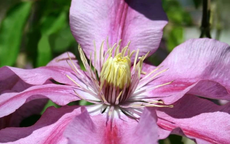 Sugar Candy Clematis - 1 Gallon Pot