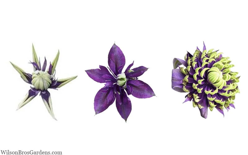 Taiga Clematis - 3 Gallon Pot